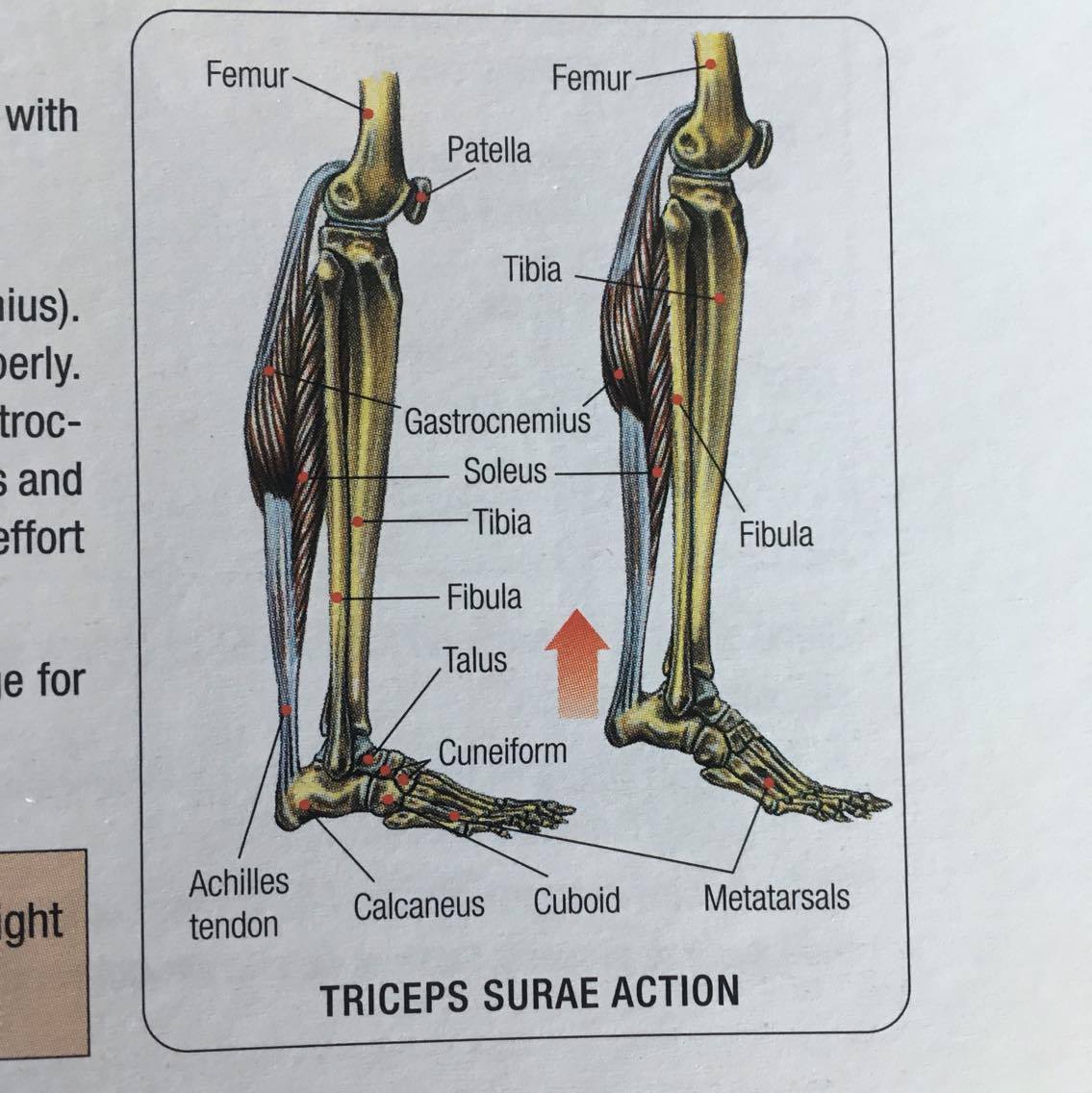 Bodybuilders Bible to Bigger Calves Revive Stronger